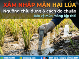 Xâm nhập mặn hại lúa: Ngưỡng chịu đựng và cách đo chuẩn