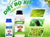 GIẢI PHÁP DIỆT BỌ XÍT TRÊN CÂY LÚA – HIỆU QUẢ NHANH, TIÊU DIỆT GỌN!