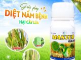 Master Plus 225SC – Giải pháp đặc trị nấm bệnh hại lúa, bảo vệ vụ mùa bội thu