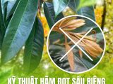 Kỹ Thuật Hãm Đọt Sầu Riêng Để Cây Tập Trung Làm Bông
