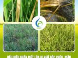 Dấu Hiệu Nhận Biết Lúa Bị Ngộ Độc Phèn, Mặn Và Hướng Xử Lý Kịp Thời