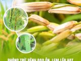 Phòng Trừ Bệnh Đạo Ôn, Lem Lép Hạt Trên Lúa Bằng Giải Pháp Sinh Học An Toàn