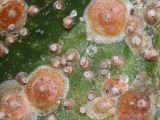 Rệp Ốc (Aulacaspis tubercularis) – Tác Hại và Biện Pháp Phòng Trừ Hiệu Quả