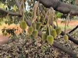 Giải Pháp Giảm Sốc Nhiệt Cho Cây Trồng Khi Ngày Nóng – Đêm Lạnh