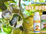 Rầy bướm – Mối đe dọa nghiêm trọng đối với cây ăn trái và giải pháp quản lý từ BMFE