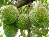 Mã số vùng trồng sầu riêng tăng, vì sao giá Tây Nguyên vẫn giảm?
