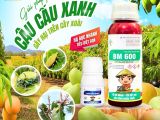 Giải pháp phòng trừ câu cấu xanh trên xoài: BM 600 kết hợp Thắm Sâu BMFE – Bộ đôi
