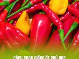 Cách Chọn Giống Ớt Phù Hợp Với Điều Kiện Khí Hậu Từng Vùng