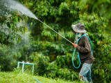 Phun thuốc khi trời sắp mưa có hiệu quả không? Nhà vườn cần biết