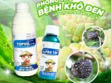 Bệnh Khô Đen Trái Mãng Cầu Na (Mãng Cầu Điếc) – Nguyên Nhân, Triệu Chứng và Cách Phòng Trừ Hiệu Quả