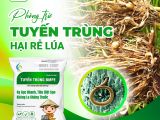 Tuyến Trùng Bứu Rễ Trên Cây Lúa – Nguy Cơ Và Giải Pháp Phòng Trừ Hiệu Quả
