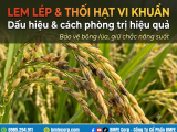 Lem lép hạt và thối hạt vi khuẩn hại lúa: Cách phòng trị