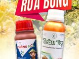 Hiện tượng rụng lóng, khô bông, đen bông trên sầu riêng – Nguyên nhân và giải pháp hiệu quả