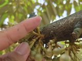 Nguyên Nhân Rụng Lóng Trên Bông Sầu Riêng Và Cách Khắc Phục