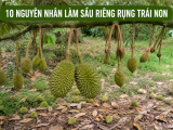 Tại sao sầu riêng rụng trái non? 10 nguyên nhân và cách khắc phục hiệu quả