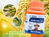 Đạo Ôn Sụp Mặt Trên Lúa – Nguyên Nhân, Dấu Hiệu Và Giải Pháp Quản Lý Hiệu Quả