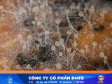 Kỹ thuật quản lý nấm Phytophthora sầu riêng mùa mưa hiệu quả