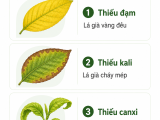 Phân Biệt Thiếu Đạm, Kali, Canxi Trên Lá Cây