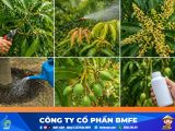 Kỹ thuật kích xoài ra hoa đồng loạt và chống rụng trái non