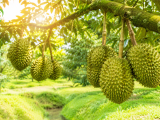 Bí quyết nuôi trái sầu riêng phì to cơm vàng nặng ký cùng BMFE