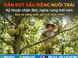 Kỹ thuật dằn đọt sầu riêng nuôi trái: Chặn đọt, ngừa rụng trái