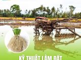 Kỹ Thuật Làm Đất Giúp Rễ Lúa Phát Triển Khỏe
