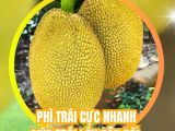 Xô Phì Trái BMFE – Giải pháp nuôi trái lớn nhanh, cân đối và chống rụng trái non hiệu quả