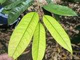 Thiếu Sắt (Fe) Trên Cây Sầu Riêng – Nguyên Nhân, Dấu Hiệu và Cách Khắc Phục