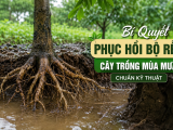 Bí Quyết Phục Hồi Bộ Rễ Cây Trồng Mùa Mưa Chuẩn Kỹ Thuật