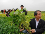 Phát triển cây đậu tương vụ đông: Giải pháp nông nghiệp bền vững 2026
