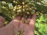 Nguyên Nhân Gây Rụng Lóng Trên Bông Sầu Riêng và Cách Khắc Phục