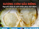 Sượng cơm sầu riêng: Nguyên nhân và cách khắc phục dứt điểm
