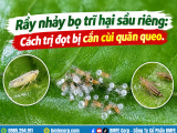 Rầy nhảy bọ trĩ hại sầu riêng: Cách trị đọt bị cắn cùi quăn queo