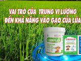 Vai Trò Yếu Tố Trung Vi Lượng Trong Giai Đoạn Vô Gạo Ở Cây Lúa – Tối Ưu Năng Suất và Chất Lượng Gạo