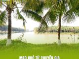 Mẹo Nhỏ Từ Chuyên Gia: Tăng Cường Khả Năng Chống Chịu Hạn Mặn Cho Cây Dừa