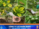 Kỹ thuật xử lý cam sành bị vàng lá gân xanh hiệu quả