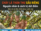Cháy lá thán thư sầu riêng: Nguyên nhân và cách trị dứt điểm