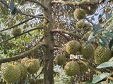 BMFE KHUYẾN CÁO: GIẢI PHÁP DINH DƯỠNG HIỆU QUẢ TRONG GIAI ĐOẠN NUÔI TRÁI SẦU RIÊNG