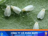 Cách Diệt Rầy Phấn Trắng Trên Lúa Hiệu Quả Nhất | Kỹ Thuật BMFE