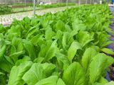 LỢI ÍCH CỦA VIỆC TRỒNG RAU TRONG NHÀ LƯỚI – GIẢI PHÁP HIỆU QUẢ CHO NÔNG NGHIỆP SẠCH