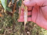 CÁCH NHẬN BIẾT VÀ QUẢN LÝ CÔN TRÙNG CHÍCH HÚT TRÊN SẦU RIÊNG