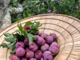 Độc đáo vườn mận Hà Nội ghép đào Đà Lạt hút khách tham quan trải nghiệm