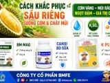 Cách khắc phục sầu riêng sượng cơm và cháy múi hiệu quả