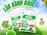 Giải pháp “Lúa Xanh Khỏe” – Tăng sức đề kháng trước thời tiết và sâu bệnh
