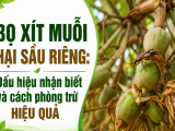 Bọ xít muỗi hại sầu riêng: Dấu hiệu nhận biết và cách phòng trừ hiệu quả