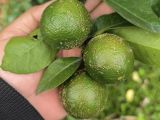 BỆNH GHẺ TRÊN CÂY CHANH – NGUYÊN NHÂN, DẤU HIỆU VÀ CÁCH PHÒNG TRỪ HIỆU QUẢ