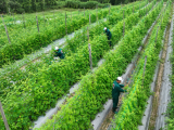 Nông Nghiệp Đà Nẵng Chuyển Mình Nhờ Liên Kết
