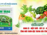 TẠI SAO CÂY TRỒNG CẦN BỔ SUNG MAGIE (Mg)?