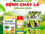 Giải Pháp Phòng Trừ Bệnh Cháy Lá Trên Sầu Riêng – BMFE Bảo Vệ Vườn Cây Của Bạn