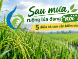Sau mưa, ruộng lúa đang “nói” gì? 5 điều bà con cần kiểm tra